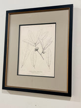 Load image into Gallery viewer, Vintage Print, "Quercus Phellos"
