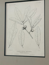 Load image into Gallery viewer, Vintage Print, "Quercus Phellos"
