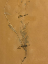 Load image into Gallery viewer, Framed Pressed Botanical

