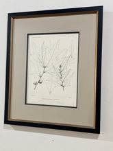 Load image into Gallery viewer, Vintage Print "Quercus Castesbaei"
