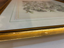 Load image into Gallery viewer, Framed Botanical &quot;Balaustia, Prunus Myrobalanus Rotundus and Mala Armeniaca
