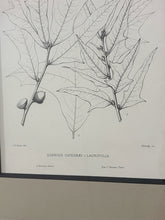Load image into Gallery viewer, Vintage Print "Quercus Castesbaei"
