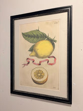 Load image into Gallery viewer, Framed Botanical Lemon Fruit  Print  "Limon Prima Nota #265"  by G.B. Ferrari

