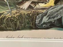 Load image into Gallery viewer, Framed Audubon Lithograph &quot;Meadow Lark&quot;
