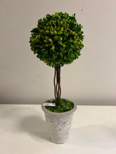 Load image into Gallery viewer, Potted Preserved Boxwood
