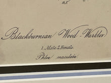 Load image into Gallery viewer, Lithograph of Blackburnian Wood Warbler
