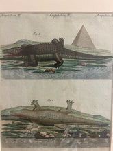 Load image into Gallery viewer, Framed 18th Century Illustration of Crocodiles
