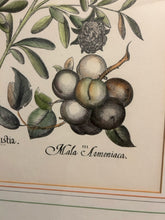 Load image into Gallery viewer, Framed Botanical &quot;Balaustia, Prunus Myrobalanus Rotundus and Mala Armeniaca
