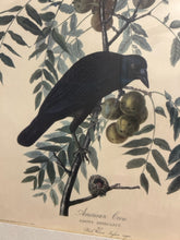Load image into Gallery viewer, Vintage Print American Crow
