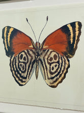 Load image into Gallery viewer, Watercolor of Butterfly #2 in Grey Distressed Frame from Nell Hill's
