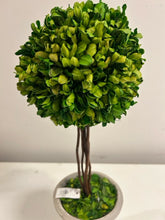 Load image into Gallery viewer, Potted Preserved Boxwood
