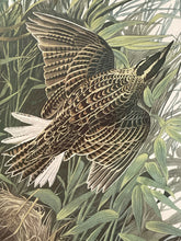 Load image into Gallery viewer, Framed Audubon Lithograph &quot;Meadow Lark&quot;
