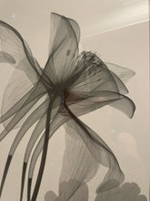 Load image into Gallery viewer, X-Ray Photograph of Flowers by Steven N. Meyers
