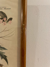 Load image into Gallery viewer, Vintage Baltimore Oriole Print from &quot;State Birds &amp; Flowers&quot; Series by Arthur Singer
