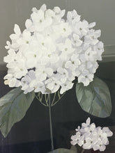 Load image into Gallery viewer, Framed Hydrangea Flower Blossom Print by NAN
