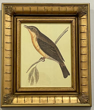 Load image into Gallery viewer, Framed Print of Willow Warbler
