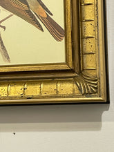 Load image into Gallery viewer, Framed Print of Melodious Willow Warbler
