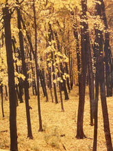 Load image into Gallery viewer, Framed Photograph of Autumn Trees
