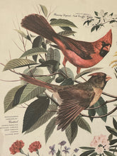 Load image into Gallery viewer, Vintage Cardinal  Print from &quot;State Birds &amp; Flowers&quot; Series by Arthur Singer
