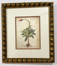 Load image into Gallery viewer, Framed Botanical  "Musa"" by Giovanna Garzoni
