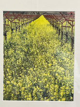 Load image into Gallery viewer, Framed Print of Yellow Flower Field
