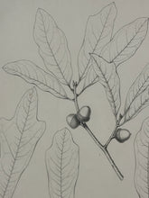 Load image into Gallery viewer, Vintage Print, "Quercus Phellos"
