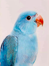 Load image into Gallery viewer, Blue Parrot Wall Art from Anthropologie

