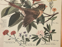 Load image into Gallery viewer, Vintage Cardinal  Print from &quot;State Birds &amp; Flowers&quot; Series by Arthur Singer
