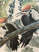 Load image into Gallery viewer, Framed Audubon Lithograph &quot;Piliated Woodpecker&quot;
