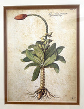 Load image into Gallery viewer, Framed Botanical  "Musa"" by Giovanna Garzoni

