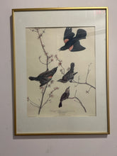 Load image into Gallery viewer, Vintage Print Red Winged Starling
