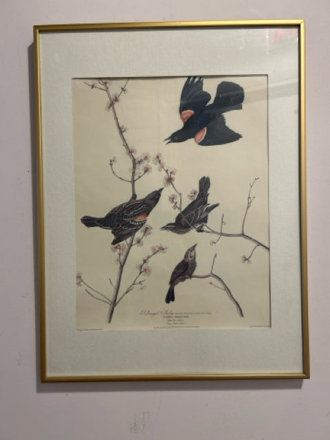 Vintage Print Red Winged Starling