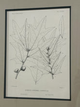 Load image into Gallery viewer, Vintage Print "Quercus Castesbaei"
