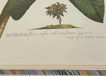 Load image into Gallery viewer, Framed Vintage Botanical Illustration Print "Plumeria"
