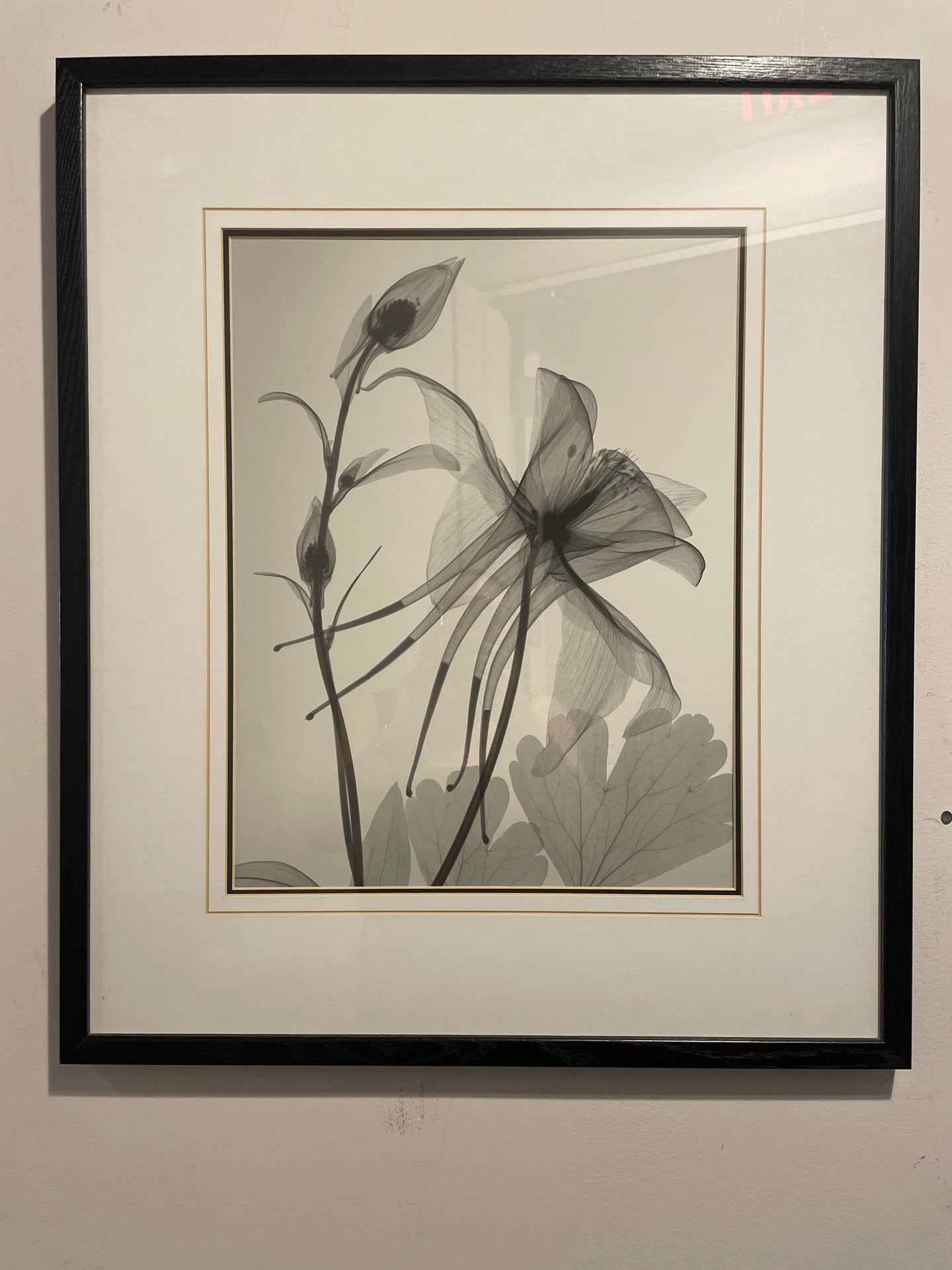 X-Ray Photograph of Flowers by Steven N. Meyers