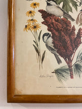 Load image into Gallery viewer, Vintage Baltimore Oriole Print from &quot;State Birds &amp; Flowers&quot; Series by Arthur Singer
