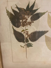 Load image into Gallery viewer, Framed Leaf Print
