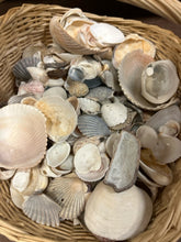 Load image into Gallery viewer, Basket of Sea Shells
