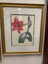 Load image into Gallery viewer, Botanical Amaryilis
