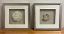 Load image into Gallery viewer, Pair Silver Framed Shadow Boxes with Coral &amp; Shells
