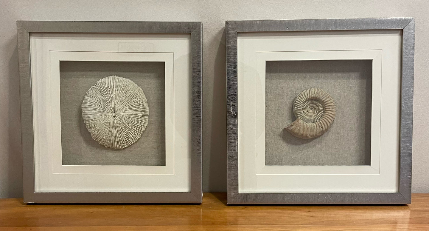 Pair Silver Framed Shadow Boxes with Coral & Shells