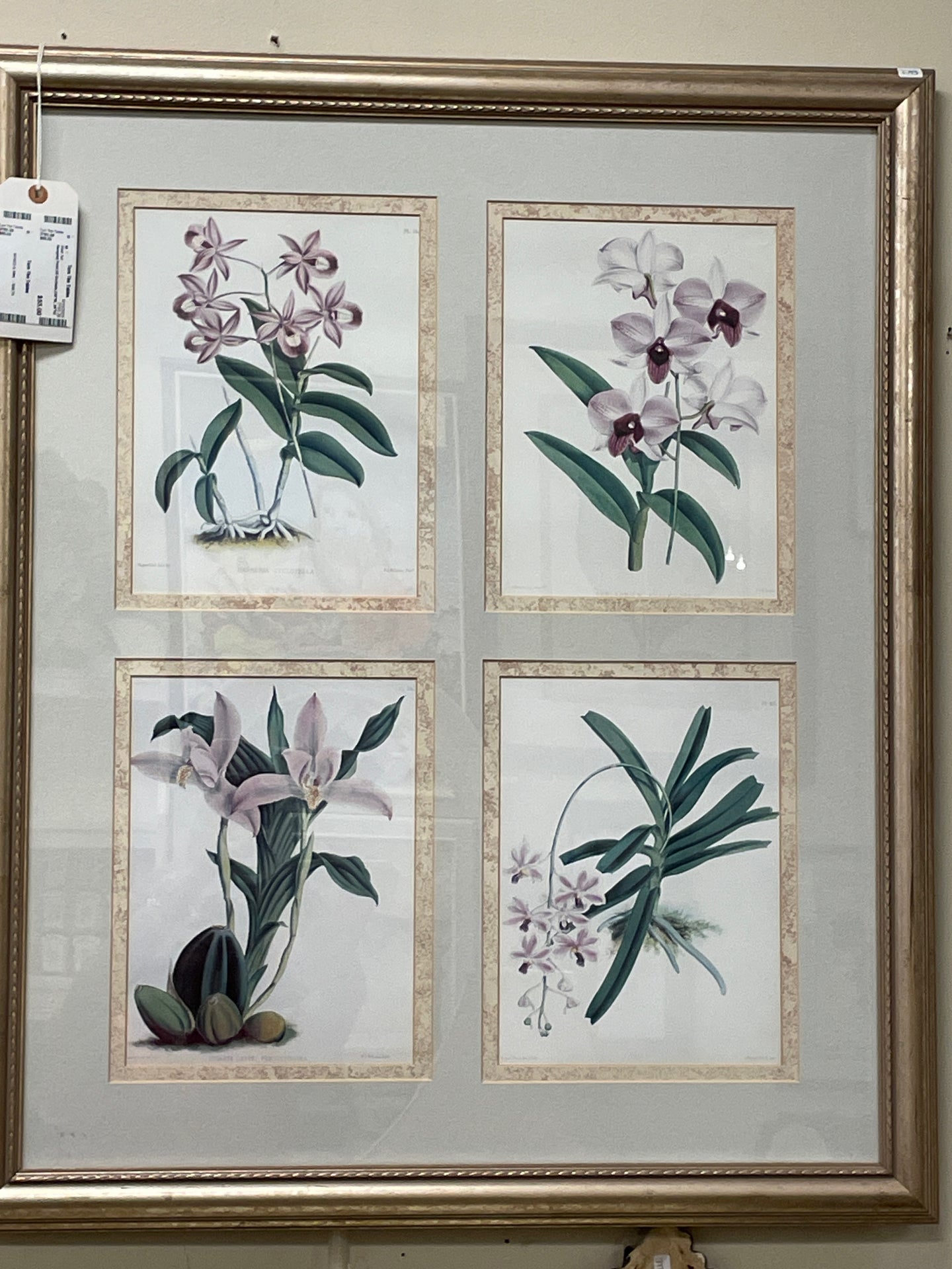 Framed  Print Of Orchids